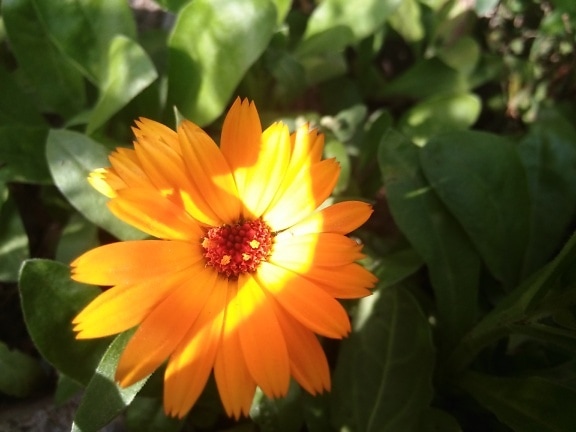 The marigold flower (Calendula officinalis) with orange-yellow petals with a red center