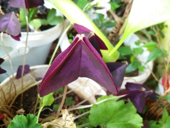 紫のシャムロック(Oxalis triangularis)の花