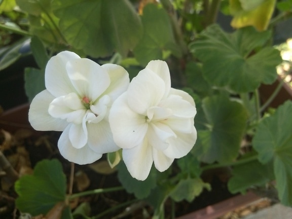 Närbild av en vit pelargonblomma (Pelargonium hortorum)
