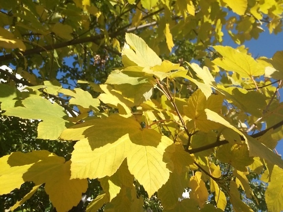 ภาพระยะใกล้ของกิ่งก้านของเมเปิ้ลที่มีใบสีเหลือง (Genus Acer)