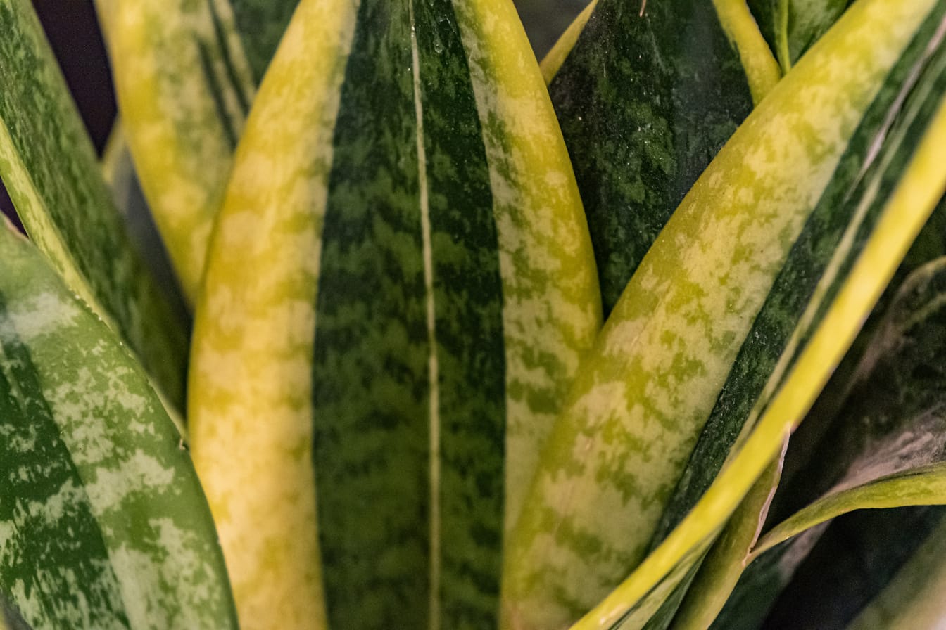 Frunzele galben-verzui ale plantei cunoscute sub numele de sabia Sfântului Gheorghe (Dracaena trifasciata)