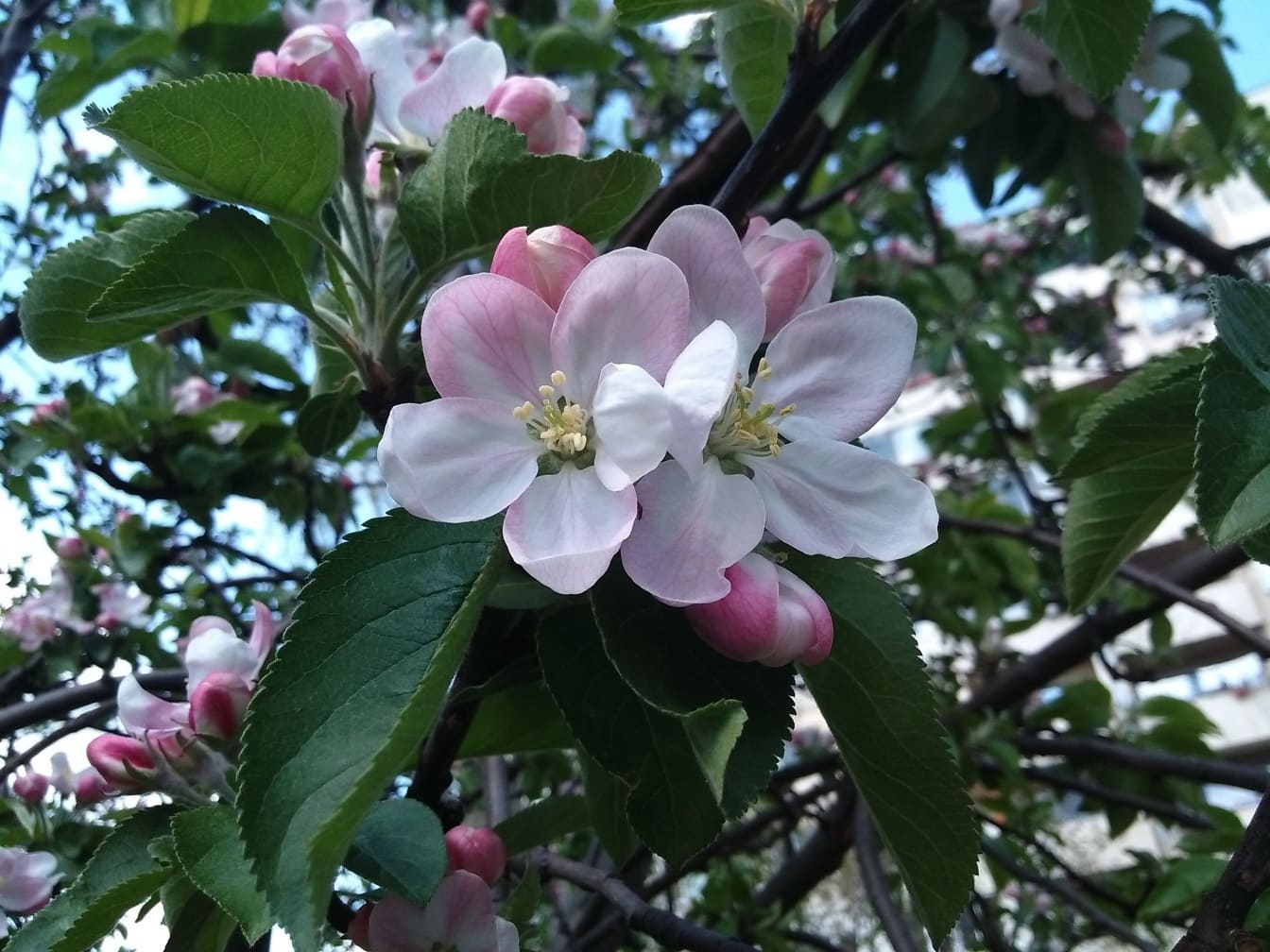 Nærbilde av en epletreblomst i mars