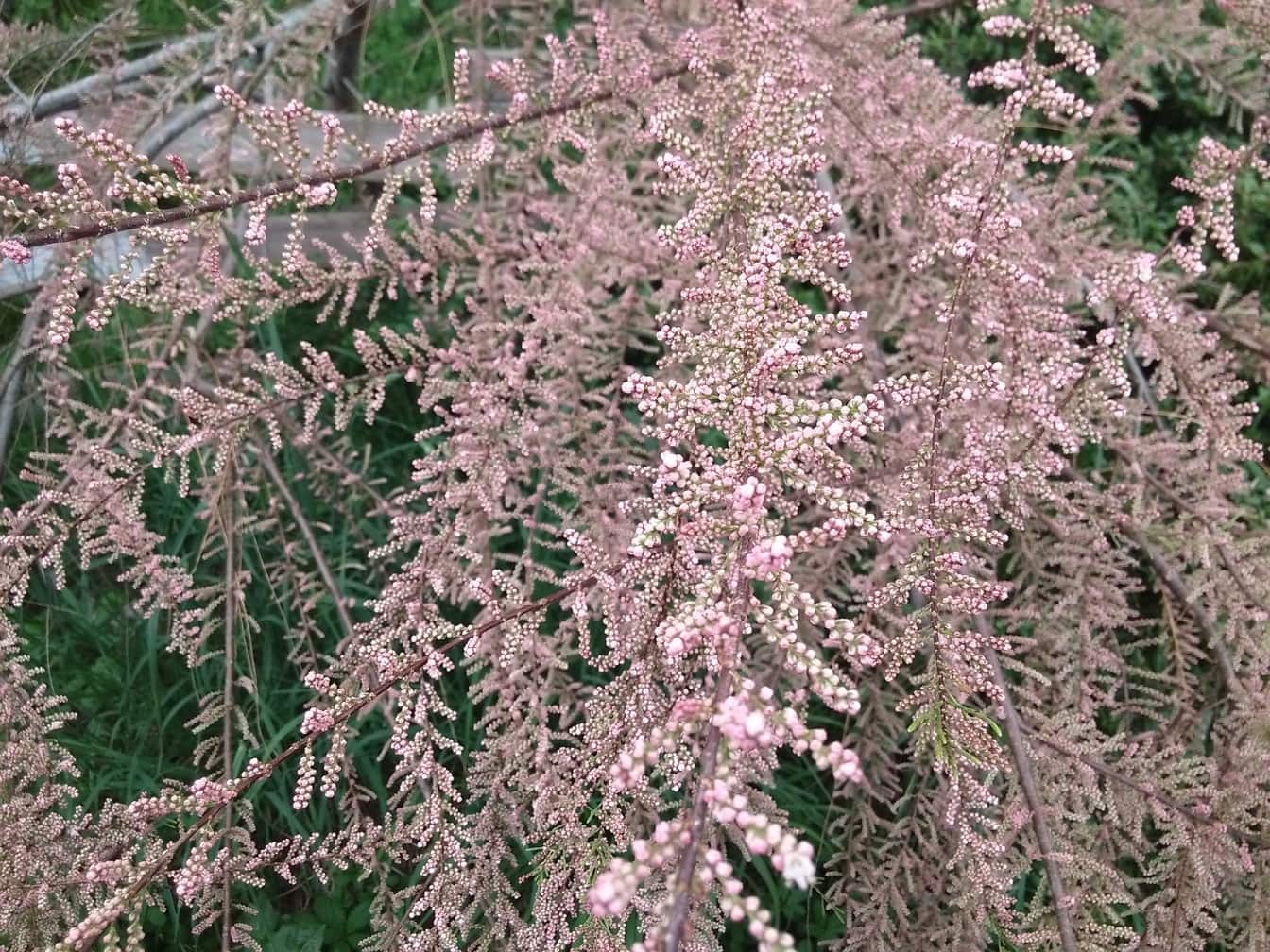 Blühende Zweige eines Tamariskenbaums, einer Salzzeder (genus Tamarix)