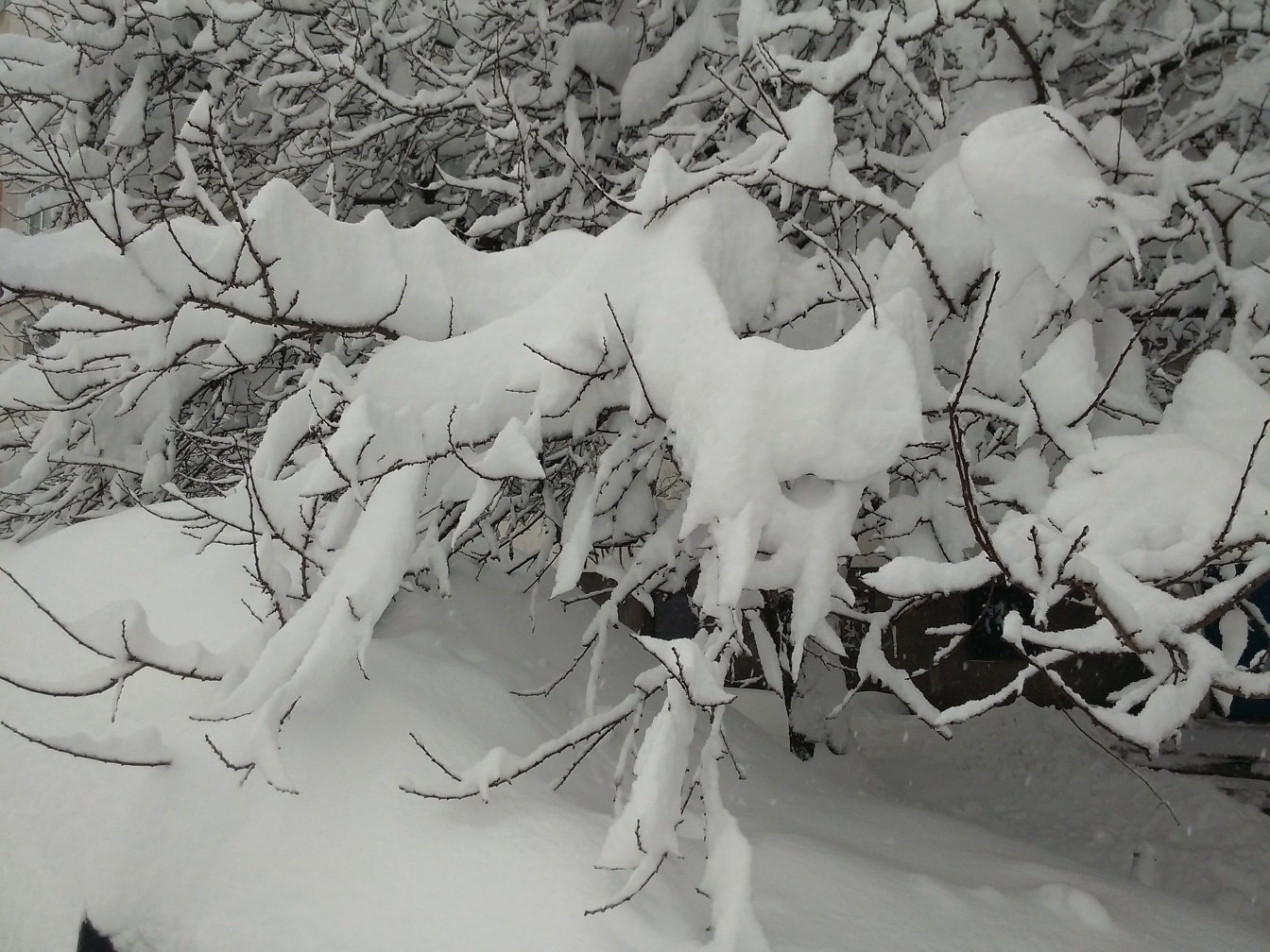 白雪皑皑的树枝特写