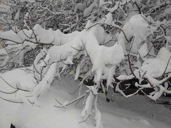 ภาพระยะใกล้ของกิ่งไม้ที่เต็มไปด้วยหิมะ