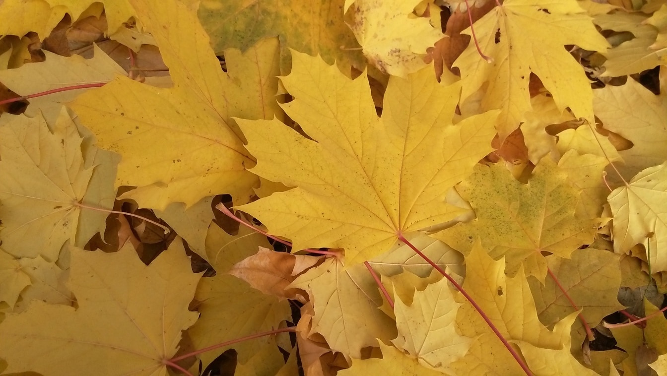 Texture du tas de feuilles jaunâtres