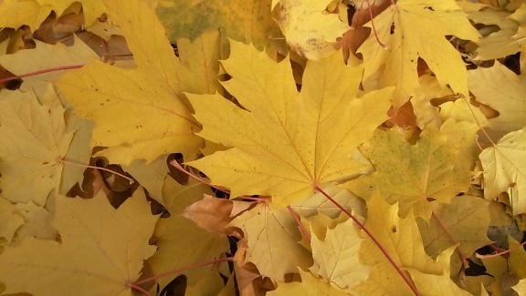 Texture of pile of yellowish leaves