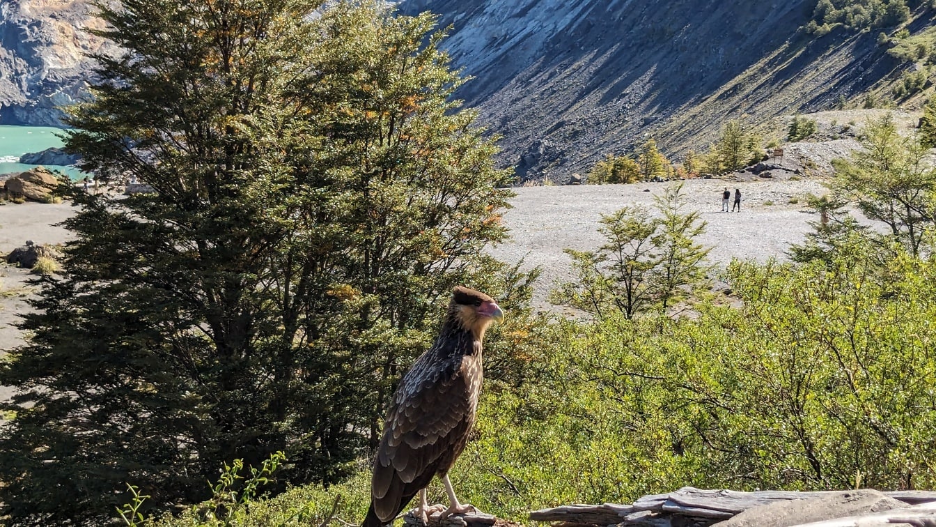 Un halcón caracara crestado (Caracara plancus) conocido como el águila mexicana de pie sobre las rocas en América del Sur