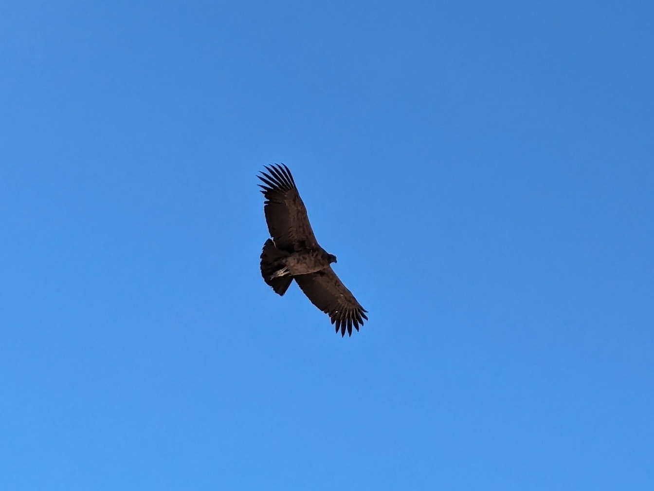 En ung andinsk kondor (Vultur gryphus) som flyr på blå himmel