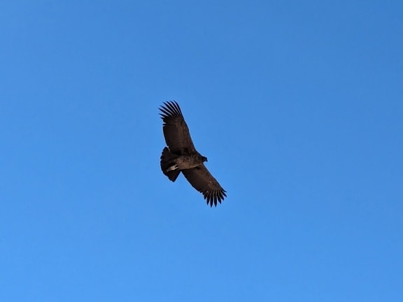 A young Andean condor (Vultur gryphus) flying on blue sky