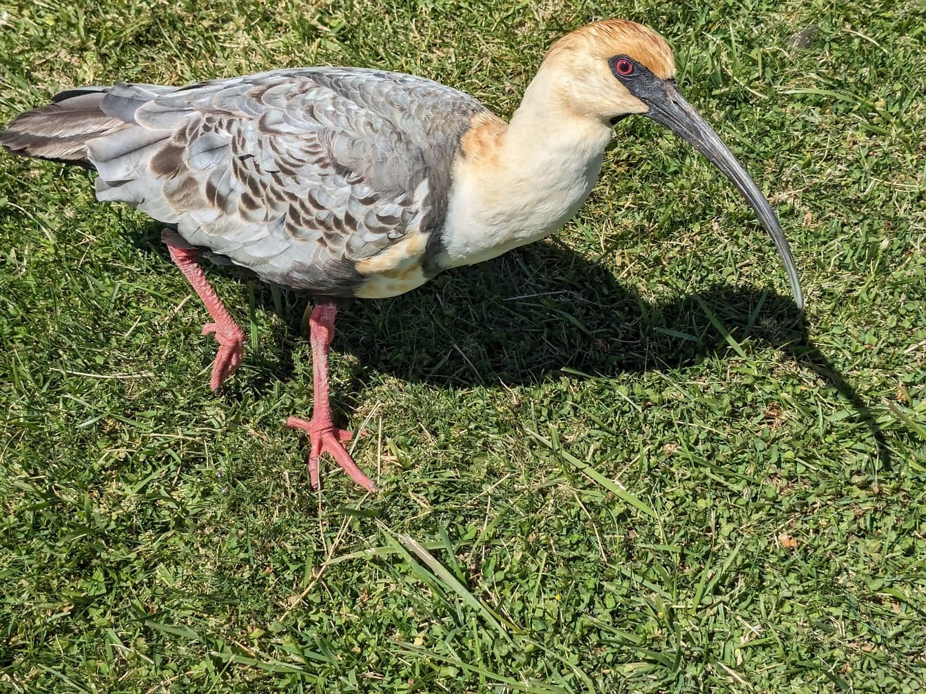Vitstrupig ibis (Theristicus caudatus)