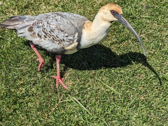 The white-throated ibis (Theristicus caudatus)