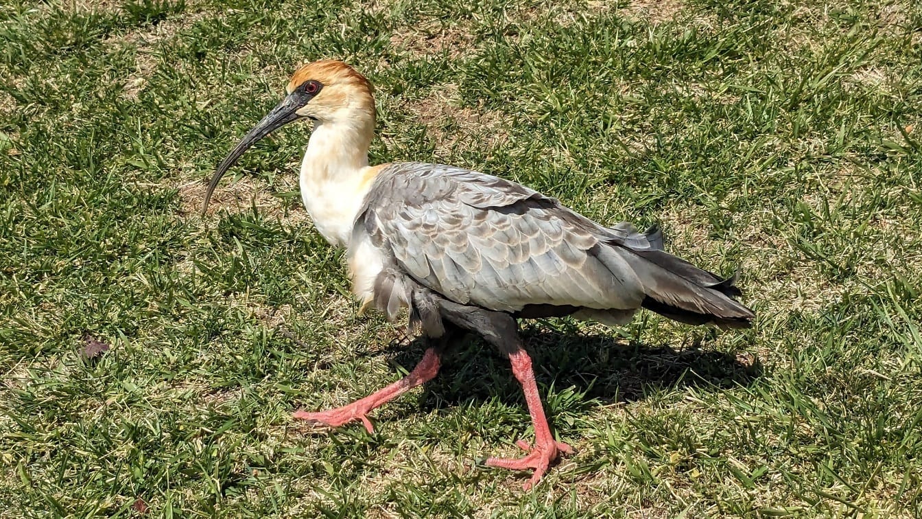 Vták ibis bielohrdlý chodiaci po tráve (Theristicus caudatus)