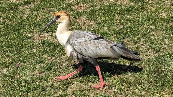 L’ibis à gorge blanche marchant sur l’herbe (Theristicus caudatus)