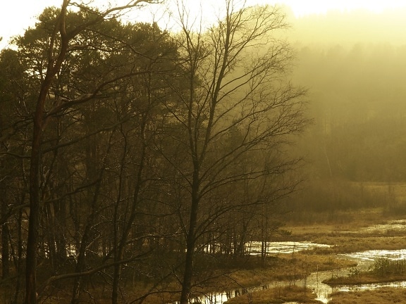 Misty sunrays in flooded hillside in countryside of Norway