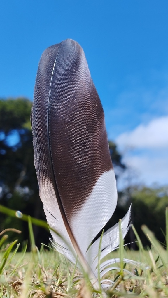 Primer plano de una pluma blanca y negra sobre hierba