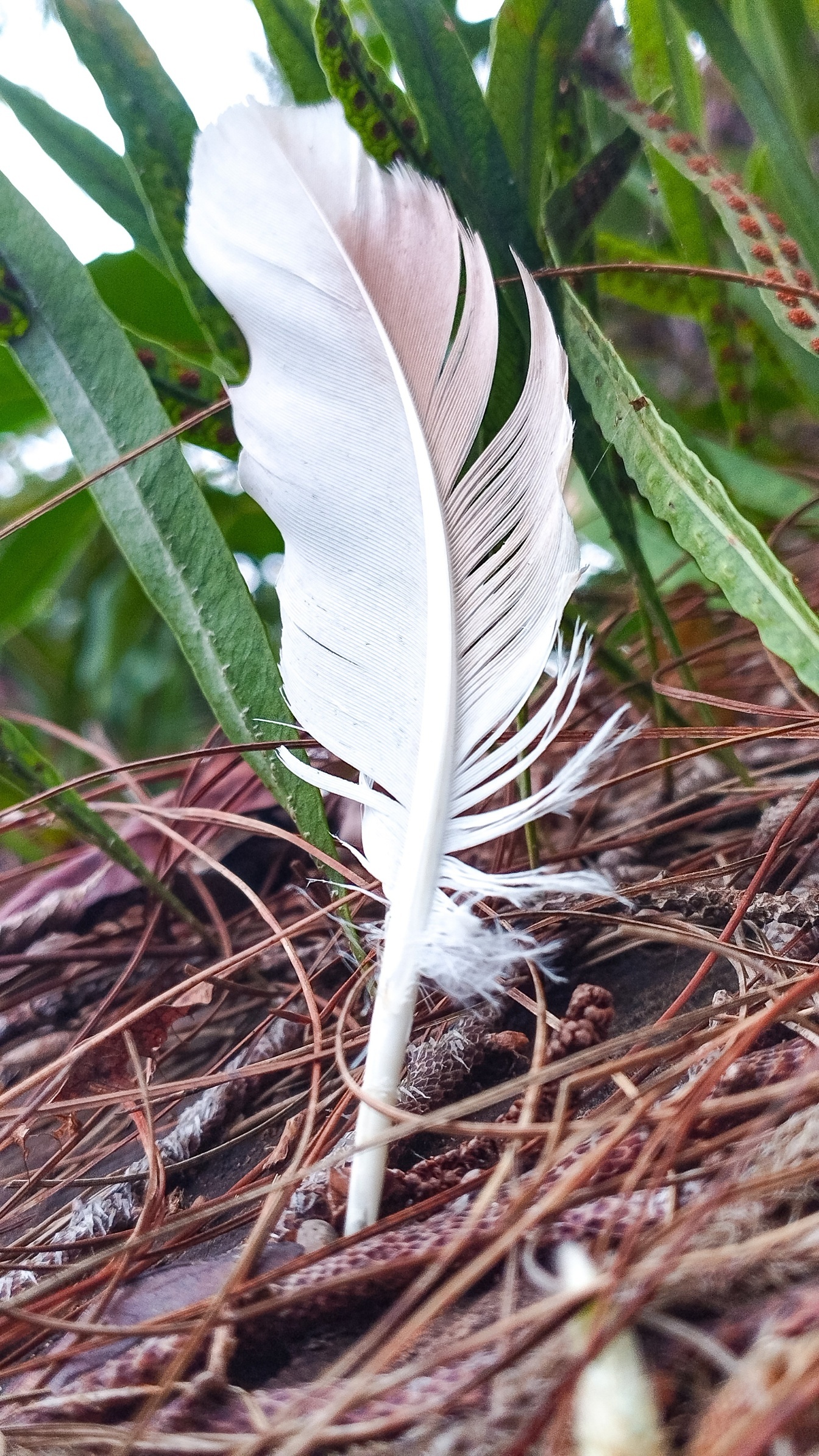 Weiße Feder auf dem Boden zwischen trockenen Kiefernblättern