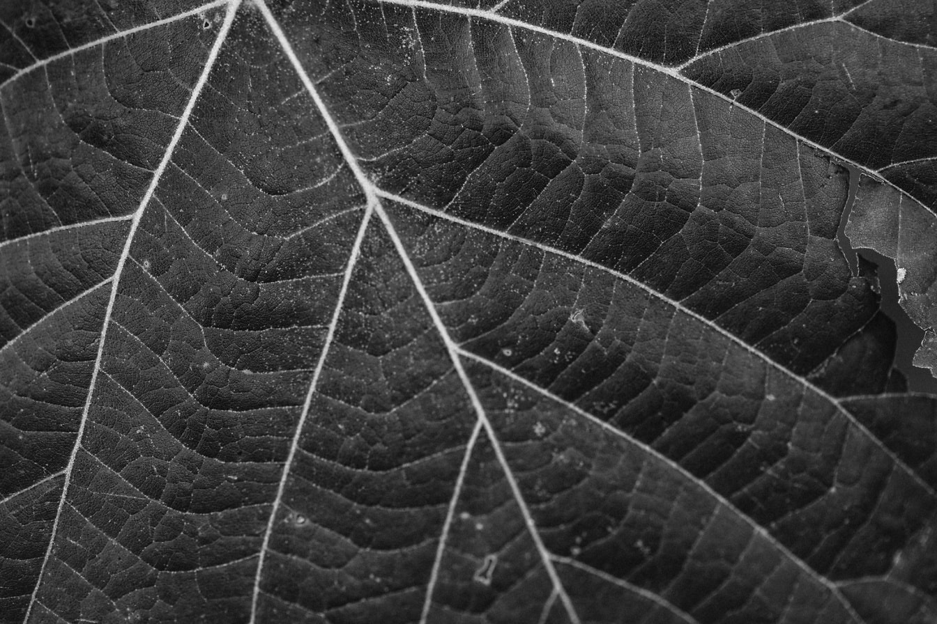 Sort-hvid makrofoto af et blads årer