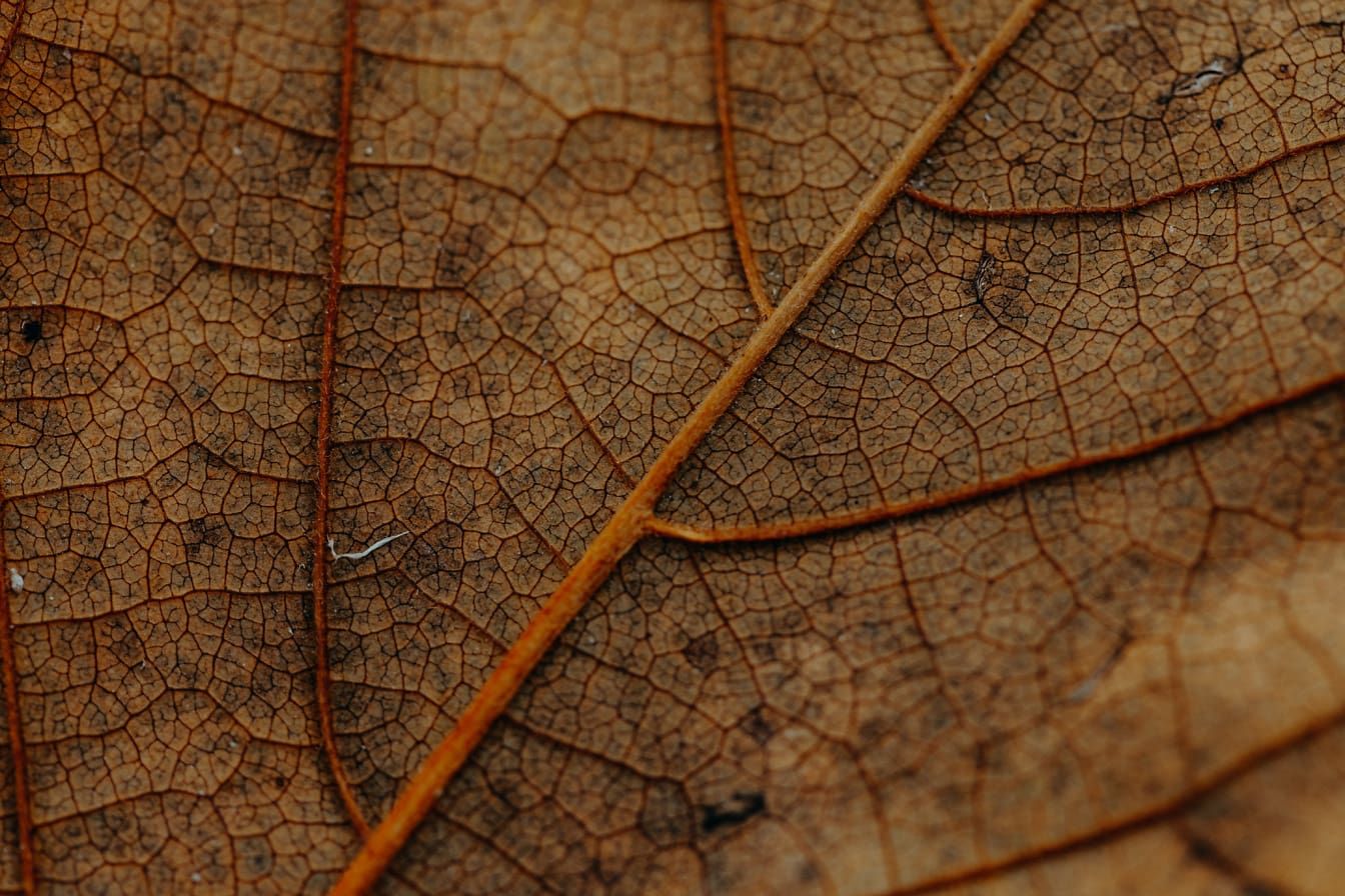 Et nærbillede af en vene af tørt brunligt blad, der nedbrydes, makrofoto