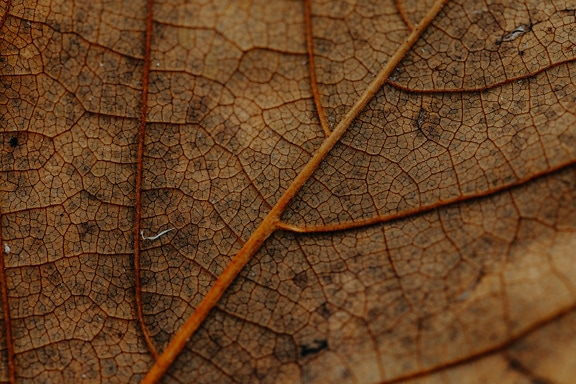 A close-up of vein of dry brownish leaf that decomposes, macro photograph