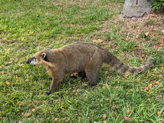 The South American coati (Nasua nasua) a endemic animal species that resembles a raccoon (Procyonidae)