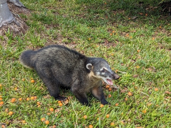 The South American coati (Nasua nasua) a member of the raccoon family (Procyonidae)