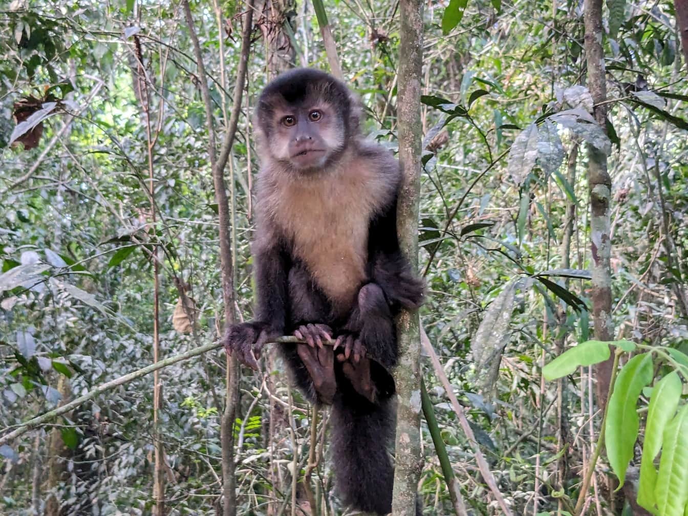 Monyet capuchin hitam (Sapajus nigritus) di hutan hujan di taman nasional Iguazu