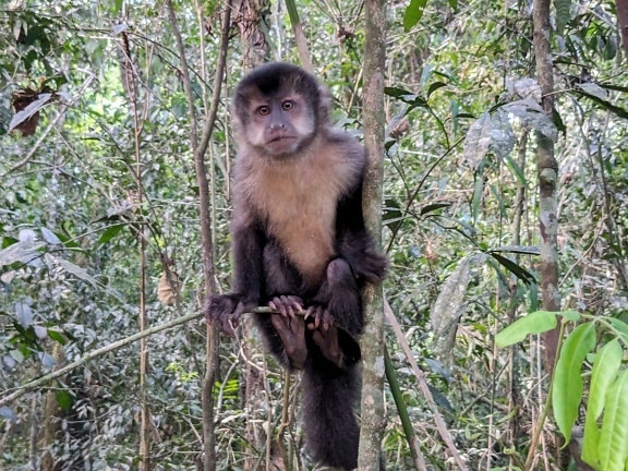 黑卷尾猴在伊瓜苏国家公园的热带雨林中(Sapajus nigritus)