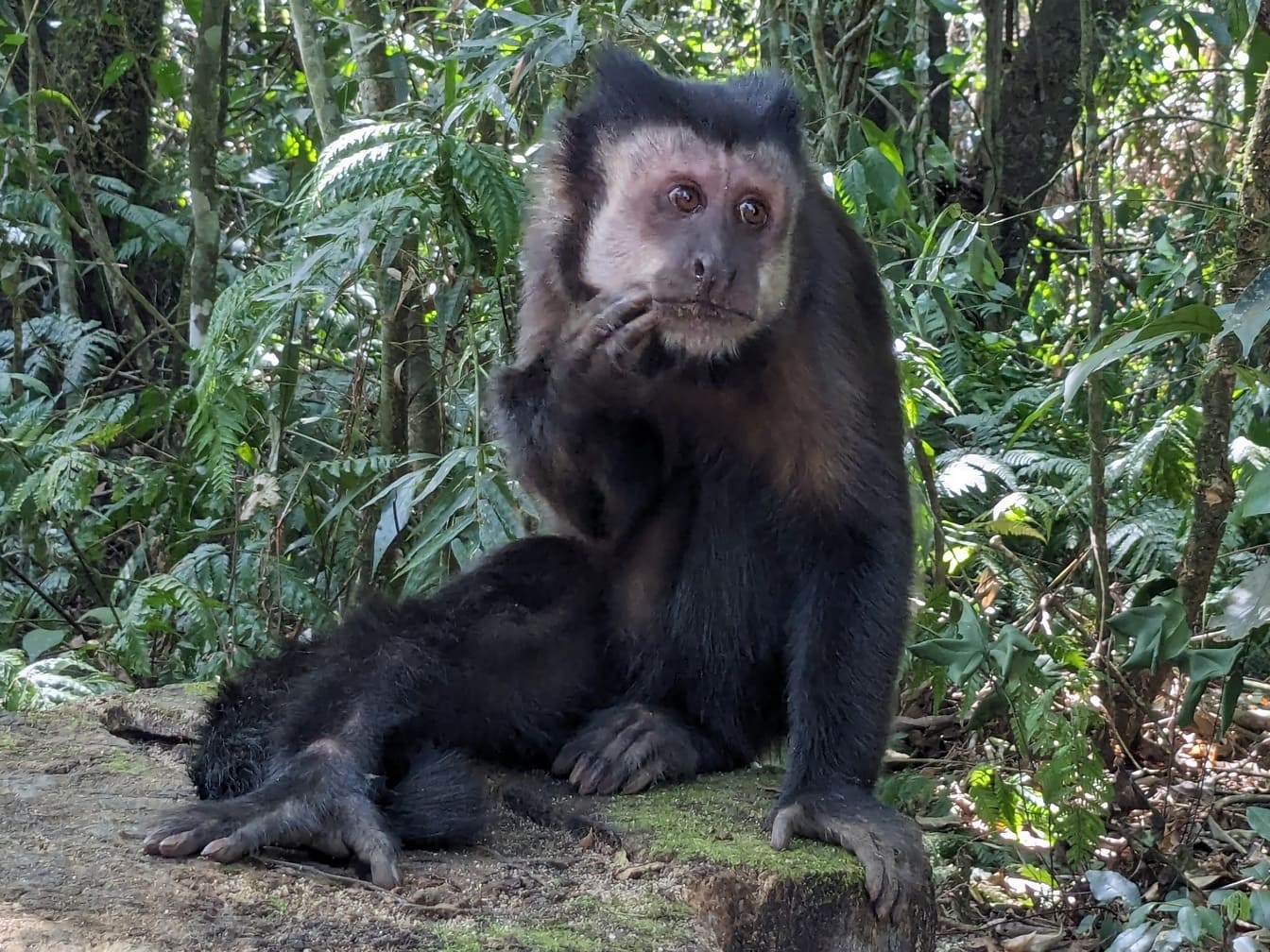 Capuchin đen (Sapajus nigritus) con khỉ ngồi trên một tảng đá trong rừng