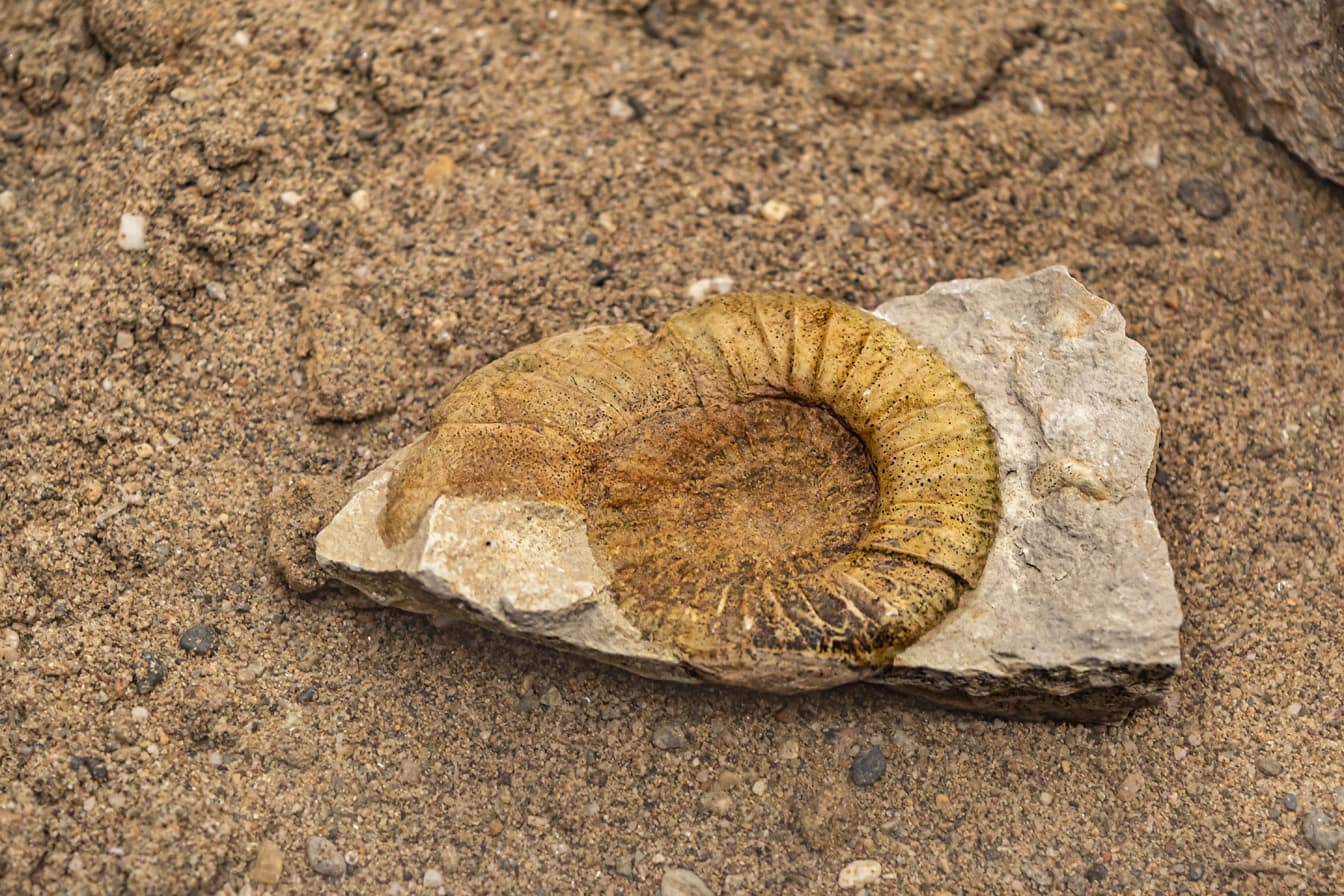Fossiele ammoniet op een rots