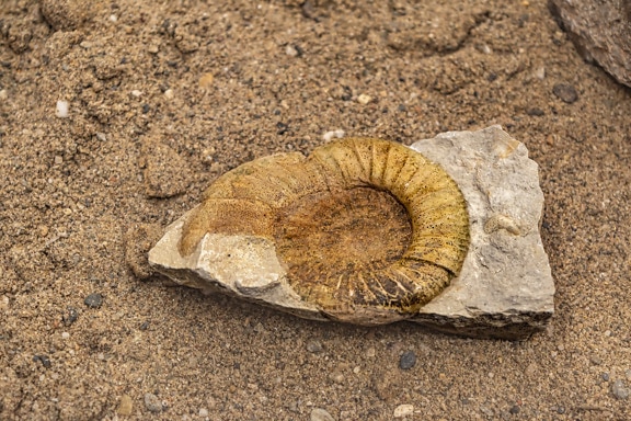 Fossil ammonitt på en stein