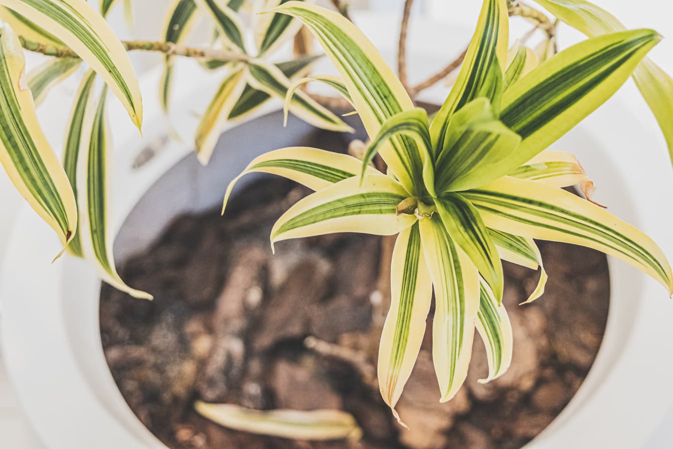 Un prim-plan al unei plante numite cântecul Jamaicăi (Dracaena reflexa), o plantă este, de asemenea, cunoscută sub numele de cântecul Indiei