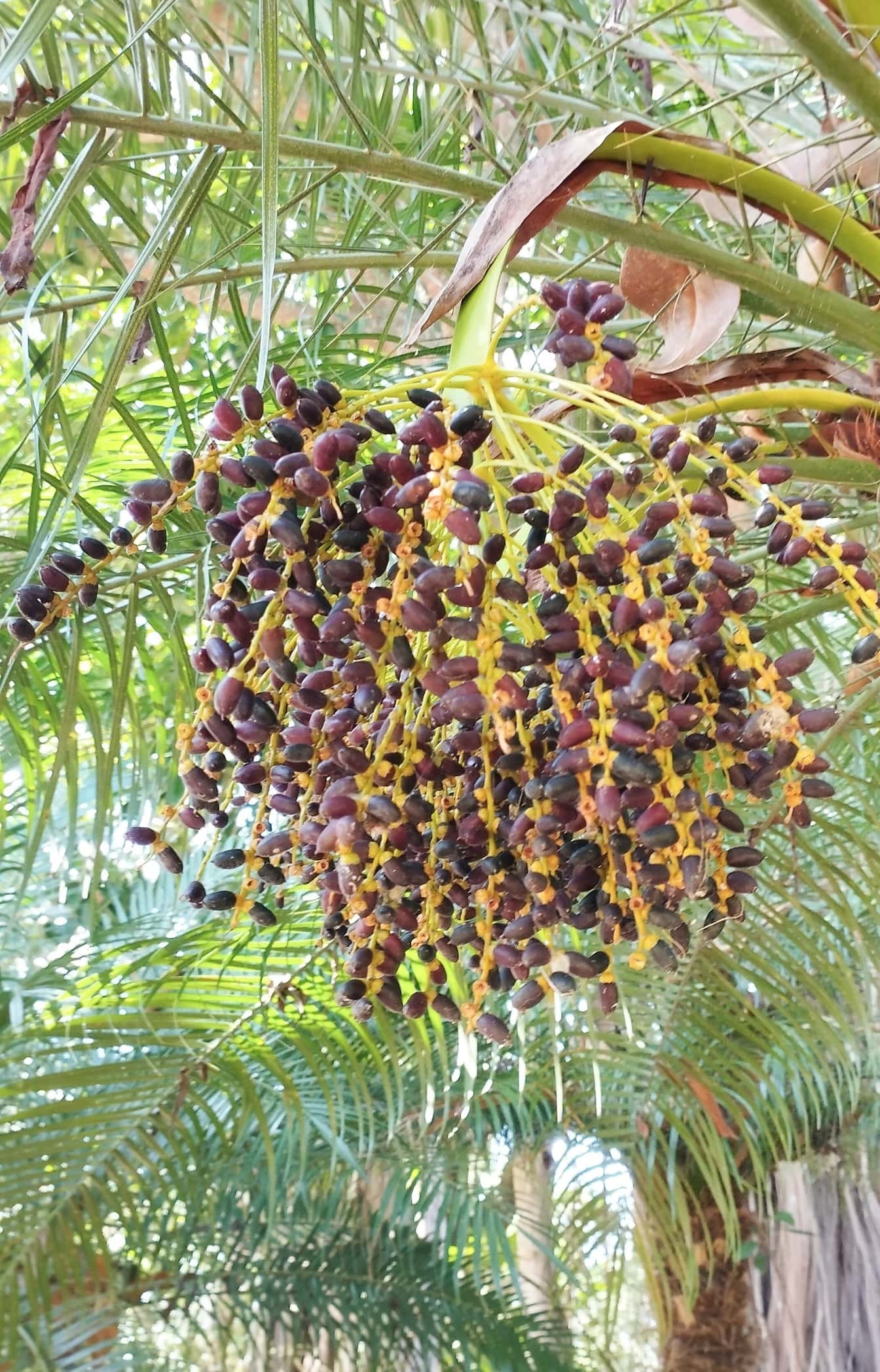 Větve se semeny rostliny známé jako zakrslý nebo miniaturní palmový (Phoenix roebelenii)