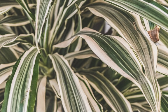 Gros plan sur les feuilles d’un dracaena rayé (Dracaena fragrans Warneckii)