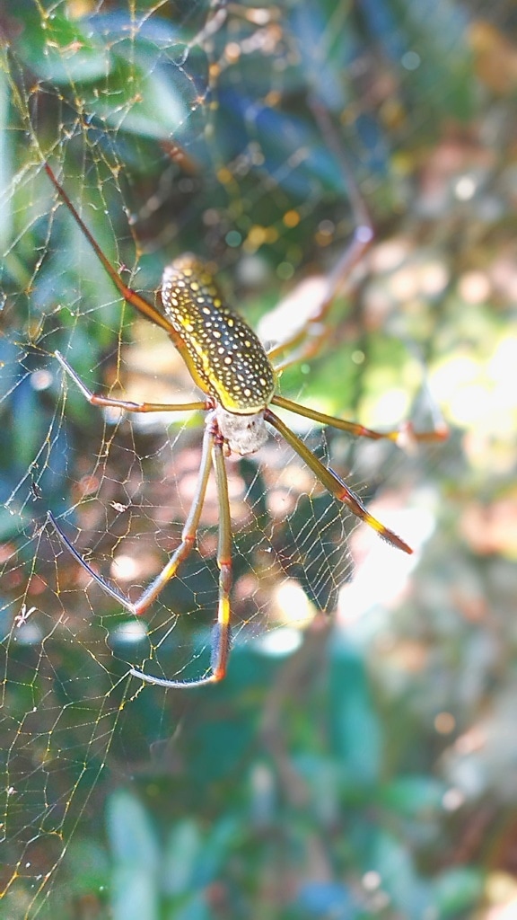 Близък план на златен копринен паяк в уеб (Trichonephila clavipes)