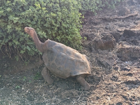 La tortue de l’île Pinta ou la tortue géante de l’île d’Abingdon (Chelonoidis niger abingdonii), considérée comme une sous-espèce éteinte de tortues des Galapagos