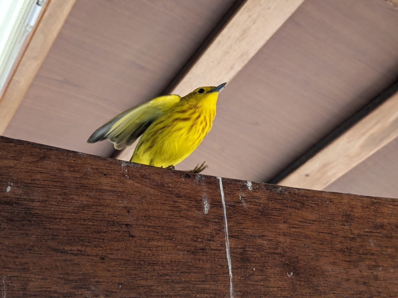 De gele grasmus (Setophaga petechia) een vogel op een houten balk