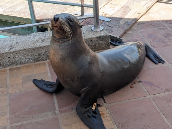 Sea lion on the ground at the Zoo