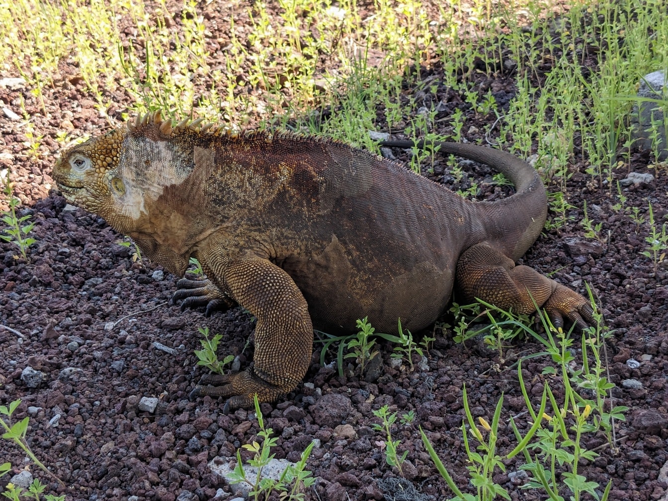 A iguana de Galápagos, uma espécie muito grande de lagarto (Conolophus subcristatus)