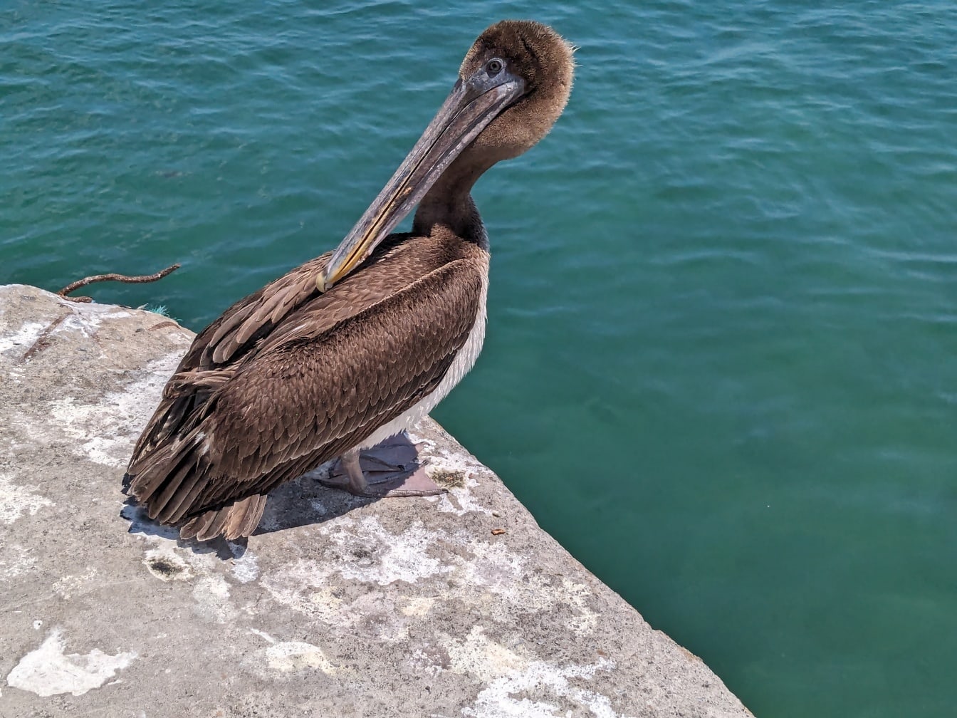 De bruine pelikaan (Pelecanus occidentalis)