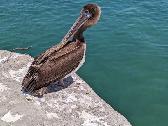 The brown pelican (Pelecanus occidentalis)
