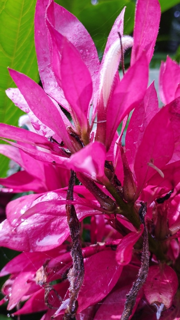 ภาพระยะใกล้ของดอกไม้สีชมพูอมม่วง