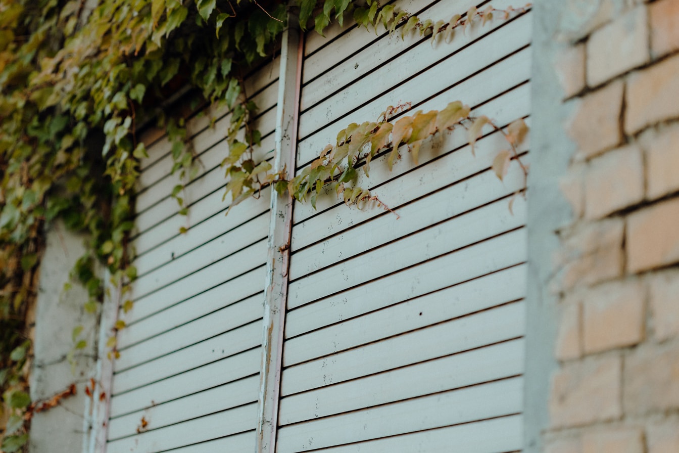 Pintu garasi putih ditumbuhi ivy