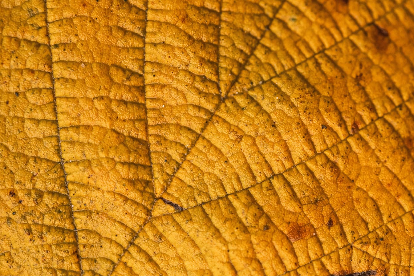 Macrotextuur van een geelachtig bruin blad dat bladnerven afbeeldt