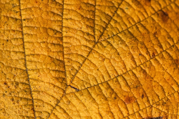 描绘叶脉的黄褐色叶子的宏观纹理