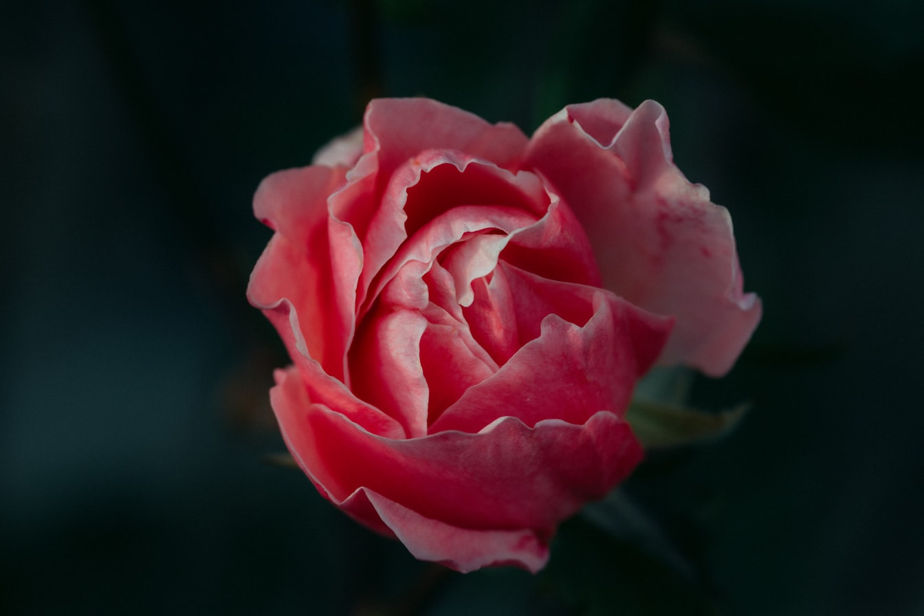 Zarte pastellrosafarbene Rosenblüte in dunklem Schatten