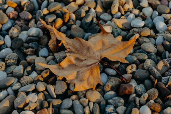 Trockenes Ahornblatt auf einem Kieshaufen im Herbst