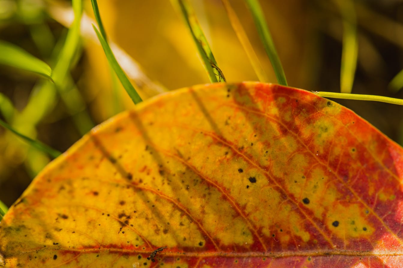 Lähikuva oranssinkeltaisesta lehdestä ruohossa syksyllä