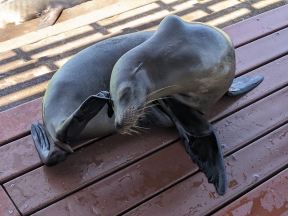 A sea lion lies on a wooden surface and scratches its head with its foot