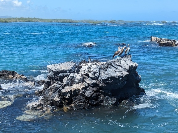 Three blue-footed booby birds (Sula nebouxii) seabirds on a small rocky reef on the ocean shore
